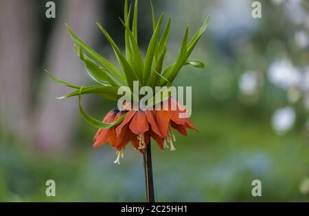 Kaiserkrone (Fritilaria imperarialis= Banque D'Images