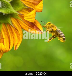 Nid d'abeilles collectant le nectar d'un beau tournesol jaune. Écologie Banque D'Images