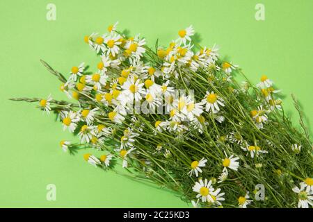 Bouquet de fleurs camomille fraîchement cueillies sur fond vert Banque D'Images