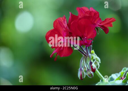 Fleur de géranium - Pelargonium Banque D'Images