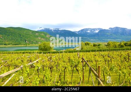 Lac de Kaltern Vignoble, voir Kalterer. Grape plantation près de Caldaro Lake dans la région de Bolzano, le Tyrol du Sud, Italie. Banque D'Images