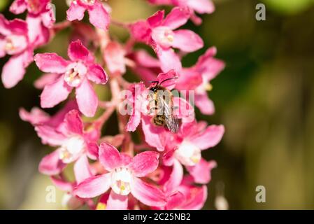 Baie de Johannes de sang Banque D'Images