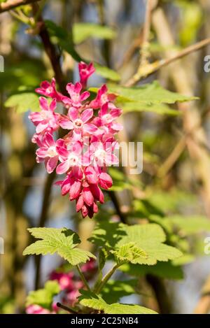 Baie de Johannes de sang Banque D'Images