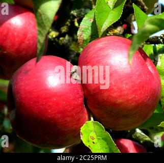 Pommes rouges profondes et feuilles vertes sur l'arbre Banque D'Images