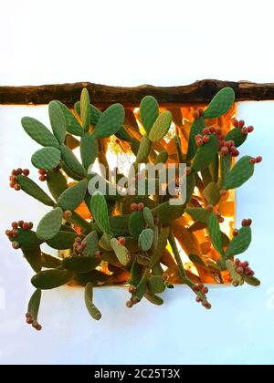 Cactus coloré aux poires cactus sous le toit, donnant par la fenêtre d'un bâtiment blanc Banque D'Images