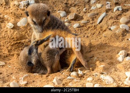 Meerkat avec bébé sur la poitrine. Banque D'Images