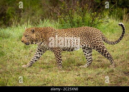 Leopard promenades dans l'herbe avec bush derrière Banque D'Images