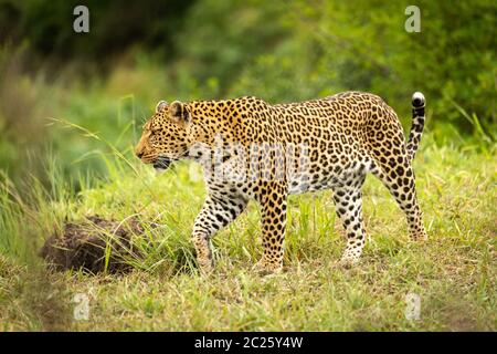 Leopard promenades dans l'herbe avec des arbres derrière Banque D'Images