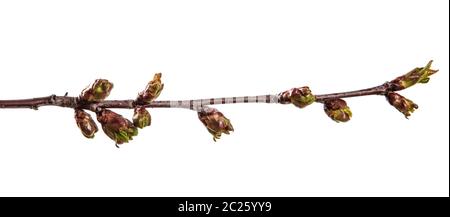 Branche de cerisier avec gonflement des bourgeons en fleurs. isolated on white Banque D'Images