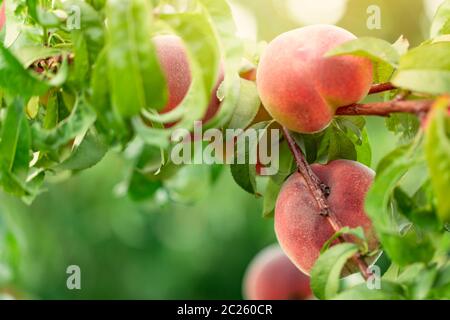Arbre de pêche avec fruits sur les branches Banque D'Images