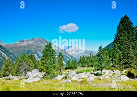 pinus cembra - arbre à feuilles persistantes avec une écorce de gnarled Banque D'Images