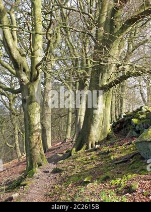 de grands arbres de hêtre le long d'un chemin rocailleux étroit en pleine lumière du matin dans les bois de nid de corbeau dans le yorkshire de l'ouest Banque D'Images