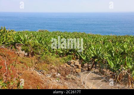 Plantation de bananes à Tenerife, Îles Canaries Banque D'Images