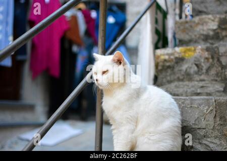 Un chat blanc malade du cancer sur le nez et autour de ses yeux dans le village italien de Portovenere Italie. Banque D'Images