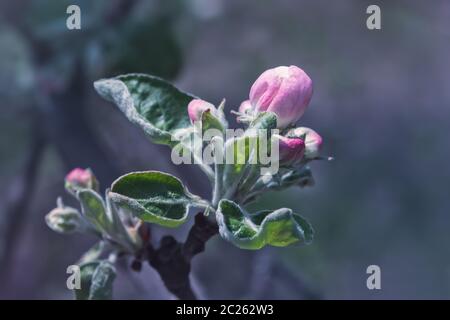 Les bourgeons roses d'un pommier en pleine floraison se rapprochent sur un arrière-plan flou. Mise au point sélective, espace pour la copie, faible profondeur de champ. Banque D'Images