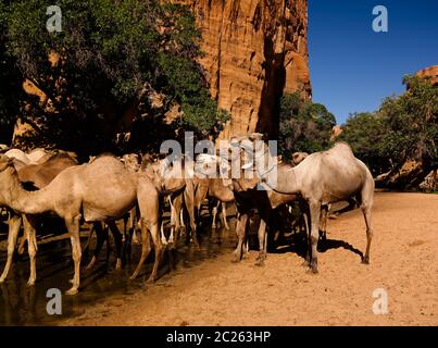 Portrait de drinking chameaux dans le canyon aka guelta Bachikele, Ennedi est, Tchad Banque D'Images