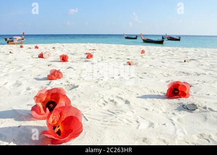 Bleu de mer, sable blanc et fleurs d'hibiscus rouges Banque D'Images