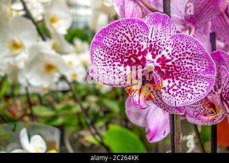 Full Frame photo montrant diverses fleurs orchidée Banque D'Images