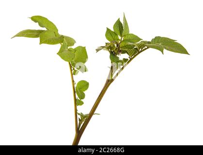 Partie d'une pomme de terre bush avec des feuilles vertes. Isolated on white Banque D'Images