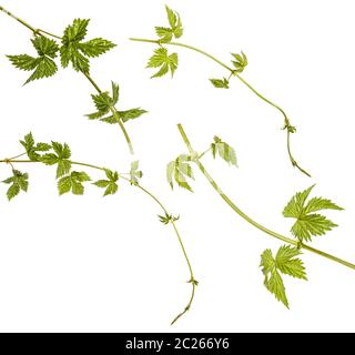 Un green sprout de houblon. Isolé sur blanc. Set Banque D'Images