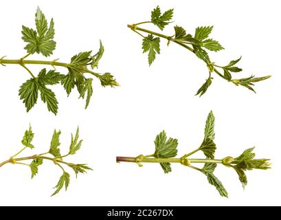 Hop des plantes avec des feuilles vertes. Isolé sur blanc. Set Banque D'Images