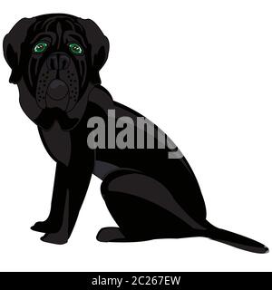Vector illustration du chien de mastiff le tri de couleur noire Banque D'Images