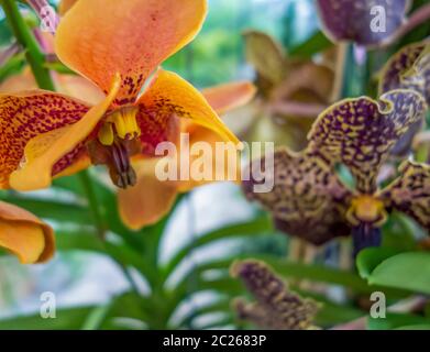 Full Frame photo montrant diverses fleurs orchidée Banque D'Images