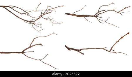 Branches de lilas sec isolé sur blanc. Set Banque D'Images