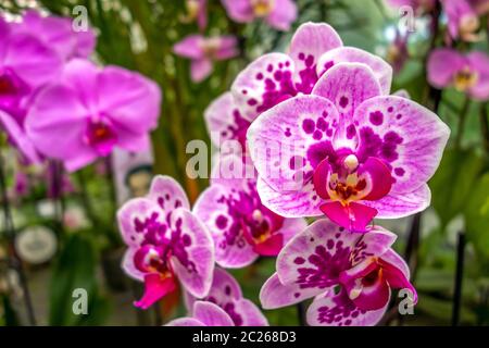 Full Frame photo montrant diverses fleurs orchidée Banque D'Images