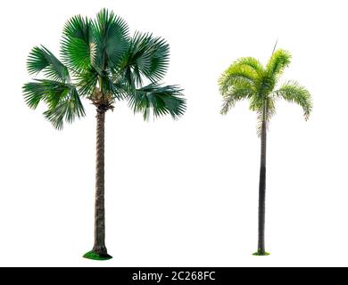 Manille palm, palm tree Noël (Veitchia merrillii (Becc.) S.E. Moore ) et fan palm (Corypha umbraculifera) isolé sur fond blanc. L'été Banque D'Images