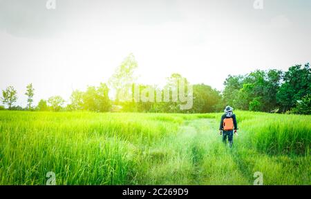 Un ingénieur ou un arpenteur asiatique en Jean noir et en chemise à manches longues et chapeau porte une boîte d'équipement de travail orange et marche dans le riz vert Banque D'Images