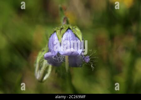 La campanule barbue Campanula barbata Banque D'Images