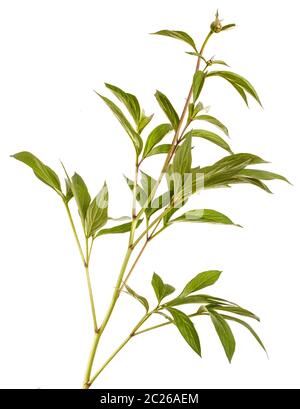 Pousses vertes de fleurs de pivoine. Isolated on white Banque D'Images