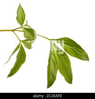 Pousses vertes de fleurs de pivoine. Isolated on white Banque D'Images