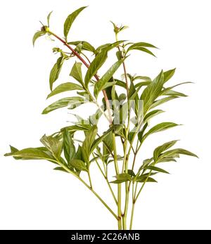Pousses vertes de fleurs de pivoine. Isolated on white Banque D'Images