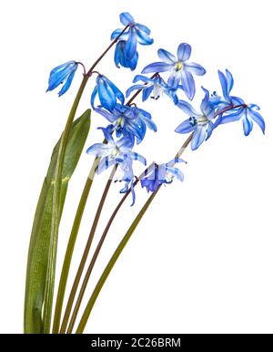 Blue bush de perce-neige en fleurs. Isolated on white Banque D'Images