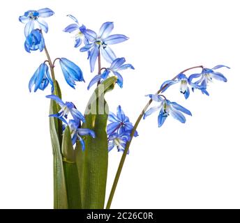 Blue bush de perce-neige en fleurs. Isolated on white Banque D'Images