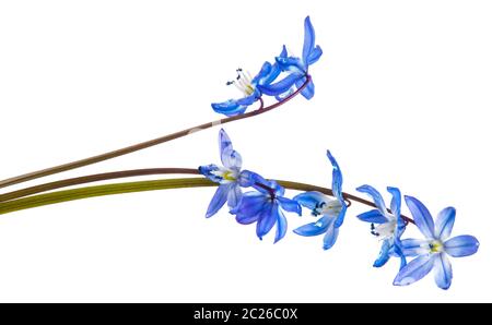 Blue bush de perce-neige en fleurs. Isolated on white Banque D'Images