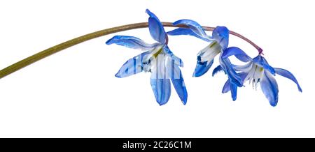 Blue bush de perce-neige en fleurs. Isolated on white Banque D'Images