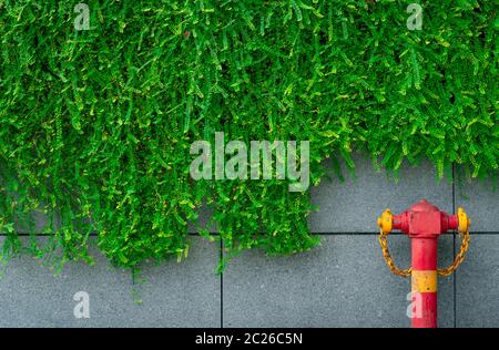 Pompe de sécurité incendie sur la texture de fond vert feuilles de lierre accroché sur un mur de béton gris de la ville. Système de rideau de système de lutte contre l'incendie. Plumbin Banque D'Images