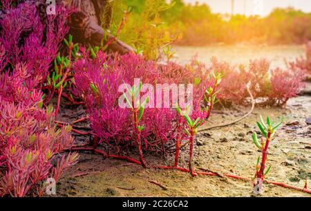 Seablite (Sueda maritima) Croissance en sol acide. Les plantes indicatrices des sols acides. Seablite rouge poussent près de arbre mort sur fond flou de mangrove, Banque D'Images