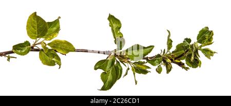 Branche d'un pommier avec de jeunes feuilles vertes. Isolé sur blanc Banque D'Images