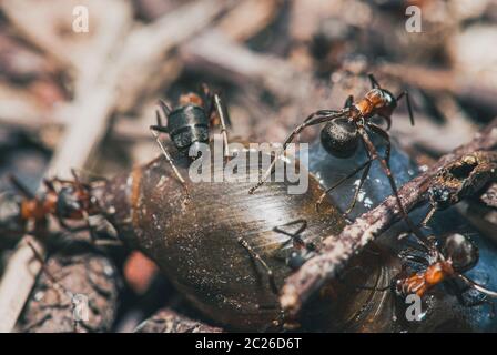 l'équipe de fourmis de forêt mange des escargots de bois. Un parfait exemple de travail d'équipe. Macro de mise au point sélective avec DOF peu profond Banque D'Images