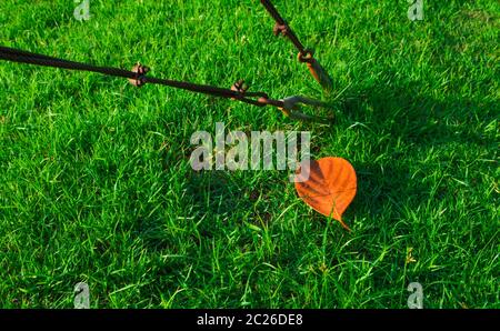 Pince pour élingue en fil d'acier sur l'herbe verte et la feuille sèche rouge Banque D'Images