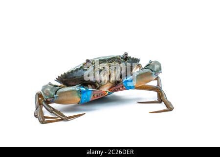 Scylla serrata. Les crabes frais sont des griffes liées avec des cordes en plastique bleu isolées sur fond blanc. Matières premières pour les restaurants de fruits de mer concept. Banque D'Images