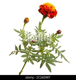 fleur marigold isolée sur blanc Banque D'Images
