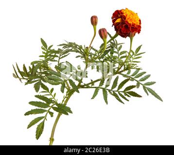 fleur marigold isolée sur blanc Banque D'Images