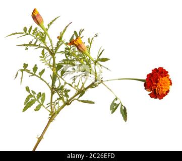 fleur marigold isolée sur blanc Banque D'Images