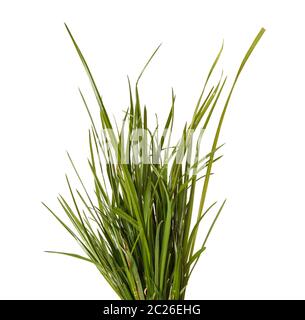 faisceau d'herbe verte isolée sur blanc Banque D'Images
