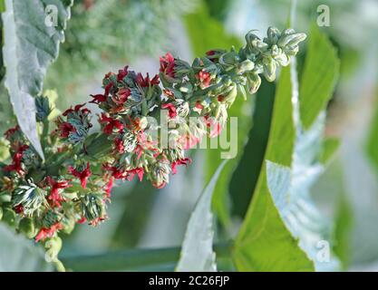 Ricin à fleurs Ricinus communis Banque D'Images